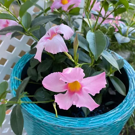 Lejlighed Sol, 468 Quarteira