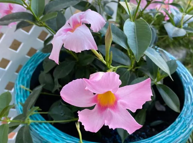 Lägenhet Sol, 468 Quarteira